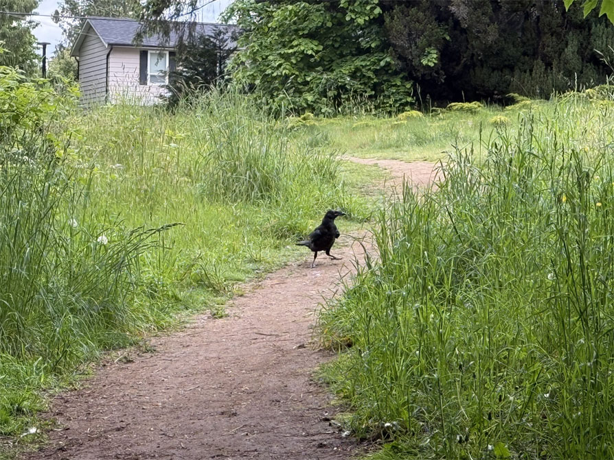 Photo shows path trailing between tall grasses, leading to a grey house in the background.
	A crow blocks the path.