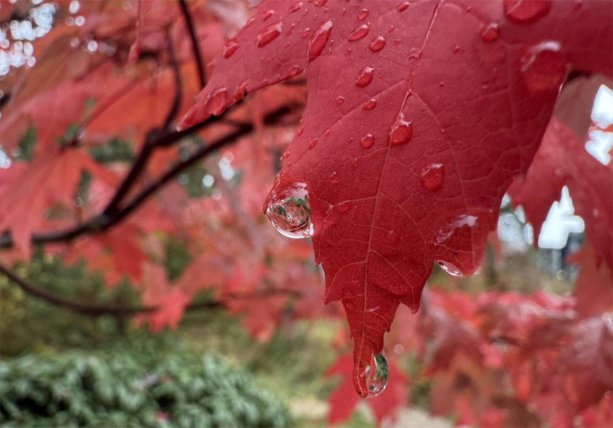 Closeup photo of the tip of a red maple leaf hanging off a tree. 
	Water drops are on the leaf and swelling from the lowest tips are three clear drops of water, perhaps about to fall.