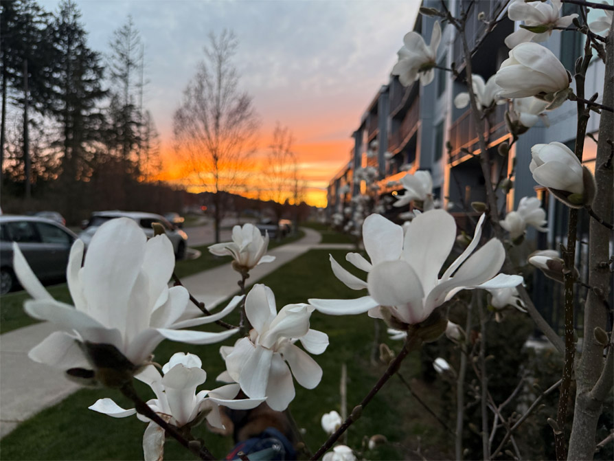 Image shows budding white flowers in the foreground; an apartment and a rising sun in the background.