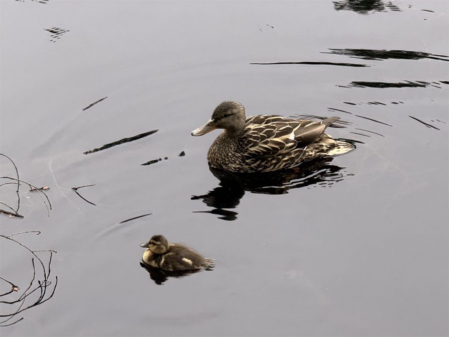 Duck with duckling.