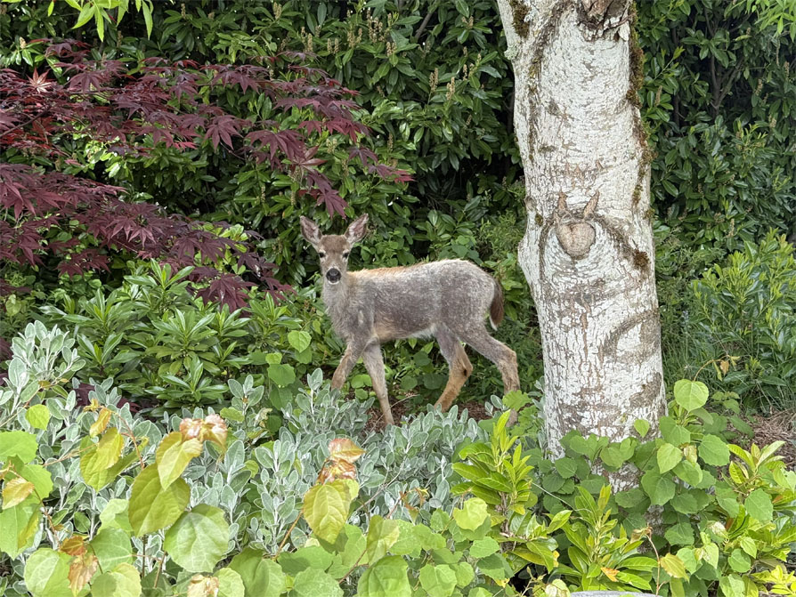 Fawn amongst foliage.