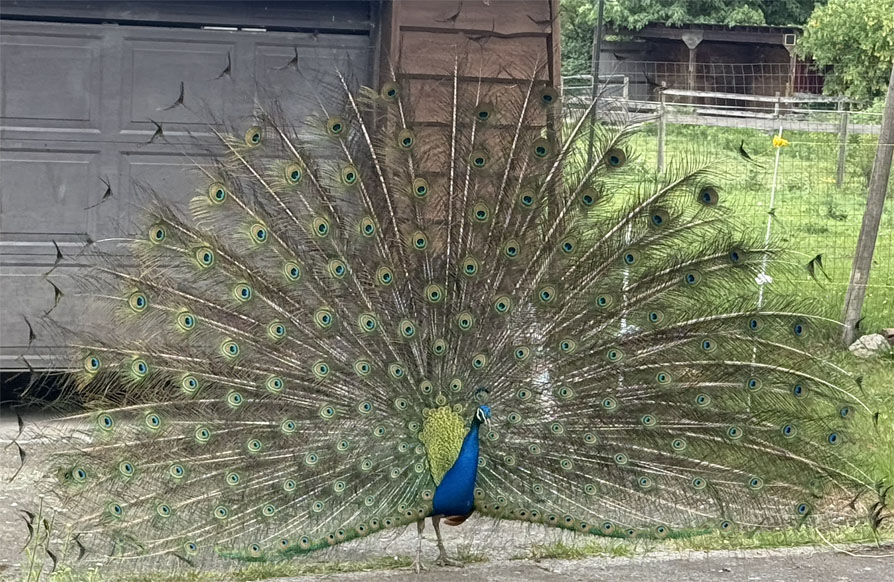 Greeted by a Peacock