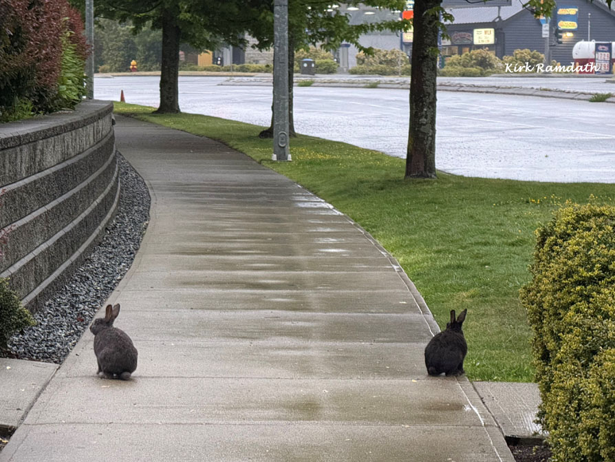 Photo shows a rain-covered sidewalk that curves out of sight in front.
	Two small rabbits stand in front of you on either side, like an honour guard.