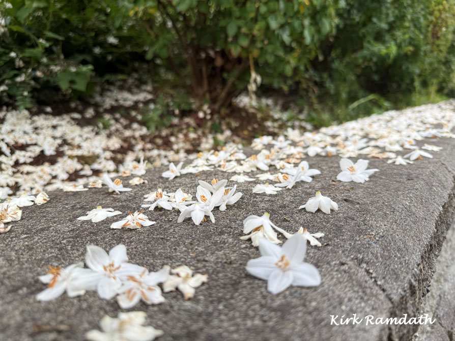 Photo shows a concrete rail almost completely covered in fallen white flowers.
	Green shrubbery in the background.