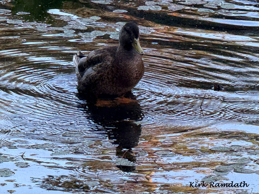 Photo shows a duck at rest with orange feet partially visible under the water.
	Concentric circle waves surround the duck, giving a peaceful vibe.
